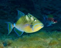 Image result for Balistes vetula