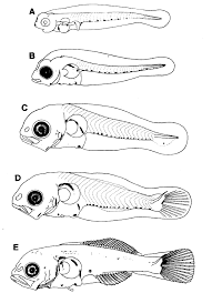 Image result for Leiostomus xanthurus