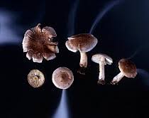 Attēlu rezultāti vaicājumam “Tricholoma sp.”