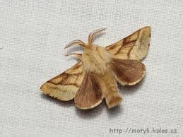 Attēlu rezultāti vaicājumam “Malacosoma castrensis male”