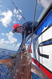 Image result for Xiphias gladius