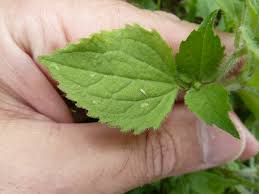 Attēlu rezultāti vaicājumam “Galinsoga quadriradiata leaf”