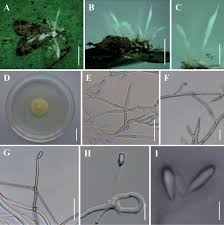 Attēlu rezultāti vaicājumam “Akanthomyces aculeatus”