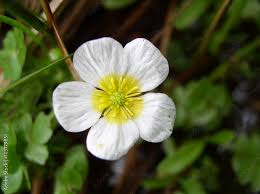 Attēlu rezultāti vaicājumam “Batrachium circinatum flower”