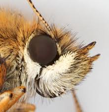 Attēlu rezultāti vaicājumam “Thymelicus lineola underside”