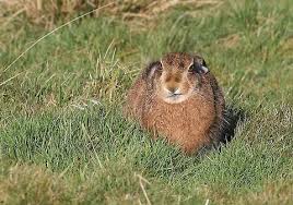 Attēlu rezultāti vaicājumam “Lepus europaeus”