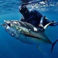 Image result for skiptondivers