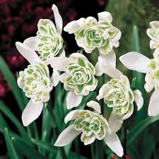 Attēlu rezultāti vaicājumam “Galanthus nivalis flower”