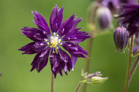 Image result for Akelei