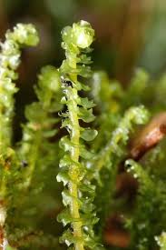 Attēlu rezultāti vaicājumam “Barbilophozia lycopodioides macro”