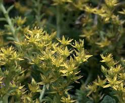 Attēlu rezultāti vaicājumam “Sedum sexangulare leaf”