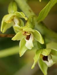 Attēlu rezultāti vaicājumam “Epipactis helleborine fruit”