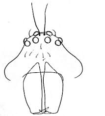 Attēlu rezultāti vaicājumam “Neottiura bimaculata female”