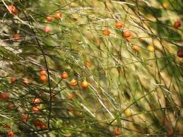 Attēlu rezultāti vaicājumam “Asparagus officinalis fruit”