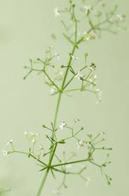 Attēlu rezultāti vaicājumam “Galium album bud”