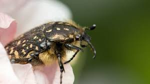 Attēlu rezultāti vaicājumam “Oxythyrea funesta”