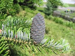 Attēlu rezultāti vaicājumam “Abies veitchii”