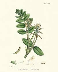 Attēlu rezultāti vaicājumam “Astragalus glycyphyllos”