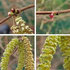 Attēlu rezultāti vaicājumam “Corylus avellana female flower”