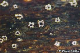 Attēlu rezultāti vaicājumam “Stictis”