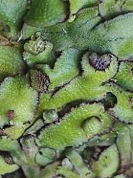 Attēlu rezultāti vaicājumam “Reboulia hemisphaerica”