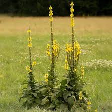 Image result for Königskerzen