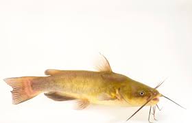 Image result for Ameiurus catus