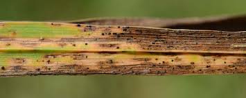 Attēlu rezultāti vaicājumam “Uromyces dactylidis”