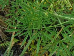 Attēlu rezultāti vaicājumam “Cicuta virosa leaf”