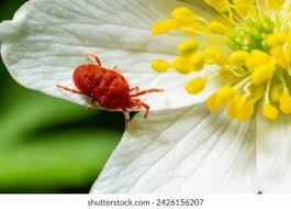 Attēlu rezultāti vaicājumam “Trombidiidae”