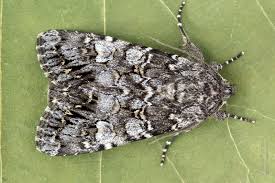 Attēlu rezultāti vaicājumam “Papestra biren”