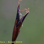 Attēlu rezultāti vaicājumam “Schoenus ferrugineus fruit”