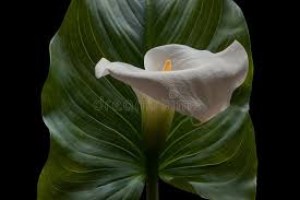 Attēlu rezultāti vaicājumam “Calla palustris leaf”