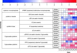 Attēlu rezultāti vaicājumam “Populus x petrowskyana”