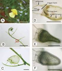 Attēlu rezultāti vaicājumam “Utricularia intermedia leaf”