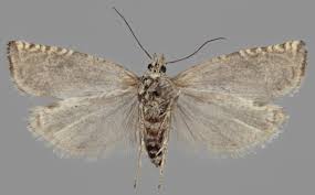 Attēlu rezultāti vaicājumam “Eucosma aspidiscana”