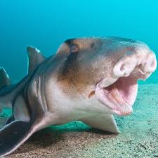 Image result for Heterodontus portusjacksoni