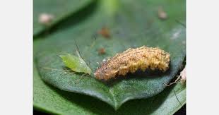 Attēlu rezultāti vaicājumam “Eupeodes nielseni”