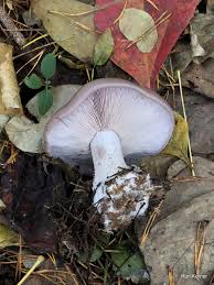 Attēlu rezultāti vaicājumam “Lepista nuda”