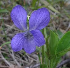 Attēlu rezultāti vaicājumam “Viola mirabilis flower”