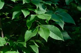 Attēlu rezultāti vaicājumam “Carya ovata leaf”