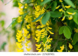 Image result for Laburnum anagyroides