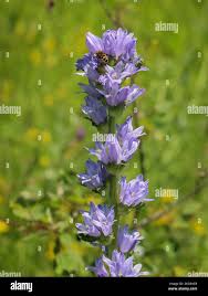Attēlu rezultāti vaicājumam “Campanula cervicaria flower”