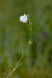 Attēlu rezultāti vaicājumam “Sagina nodosa”