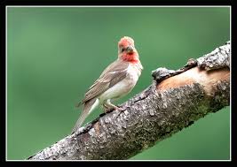 Attēlu rezultāti vaicājumam “Carpodacus erythrinus adult”