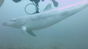 Image result for Birmingham BSAC 25