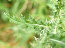 Attēlu rezultāti vaicājumam “Carduus crispus leaf”