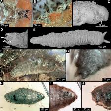 Attēlu rezultāti vaicājumam “Geocrypta galii larva”