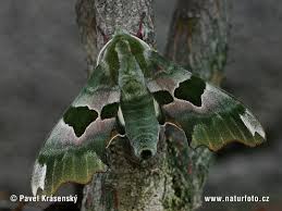 Attēlu rezultāti vaicājumam “Mimas tiliae”