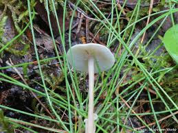 Attēlu rezultāti vaicājumam “Collybia tuberosa”